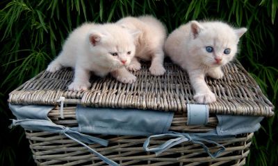 Лот: 7941393. Фото: 1. Британские котики. Кошки, котята