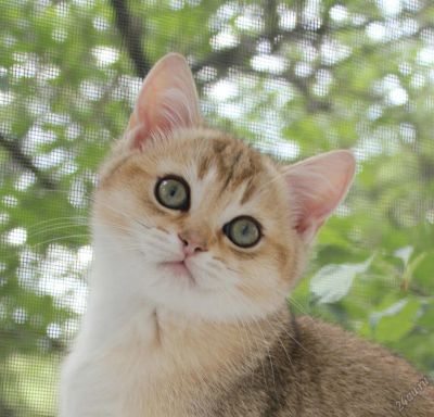 Лот: 5516611. Фото: 1. Британский золотой котенок. Кошки, котята