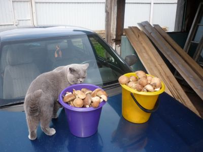 Лот: 8101370. Фото: 1. Британский кот вязка. Кошки, котята