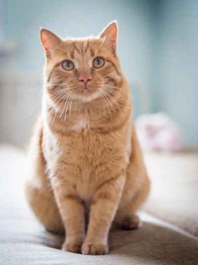 Лот: 8004252. Фото: 1. Кот британец-полукровка. Кастрирован... Кошки, котята