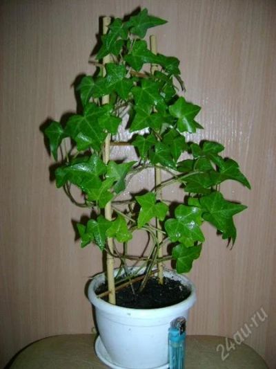Лот: 1653159. Фото: 1. Плющ. Горшечные растения и комнатные цветы