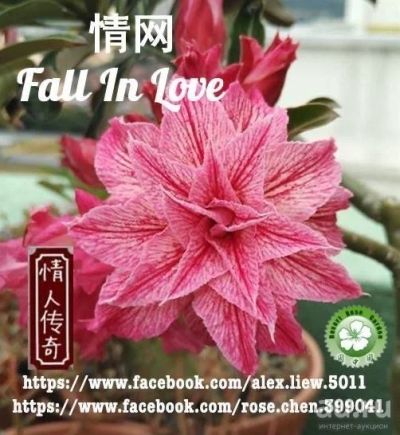 Лот: 16331244. Фото: 1. Адениум Fall in Love Черенок. Горшечные растения и комнатные цветы