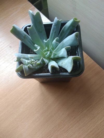 Лот: 17879874. Фото: 1. Эхеверия Топси Турви (Echeveria... Горшечные растения и комнатные цветы