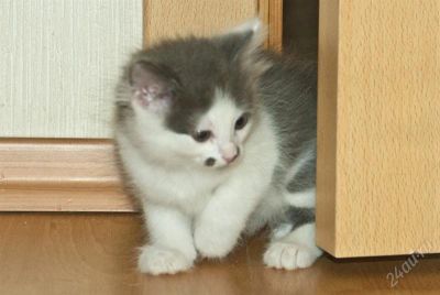 Лот: 991606. Фото: 1. Отдадим в хорошие руки котят... Остальные животные