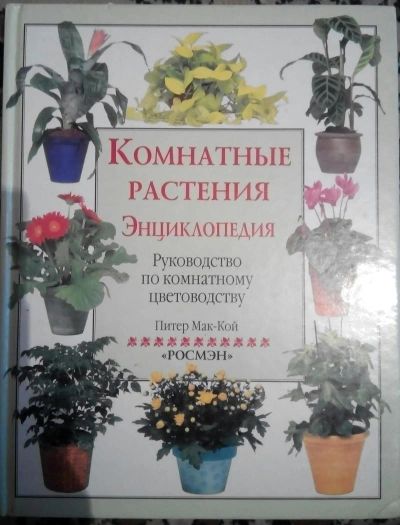 Лот: 9602982. Фото: 1. Комнатные растения. Сад, огород, цветы