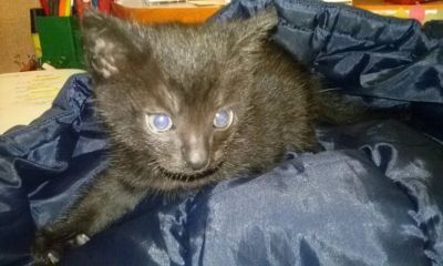 Лот: 3367595. Фото: 1. Котята, в хорошие руки. Остался... Кошки, котята