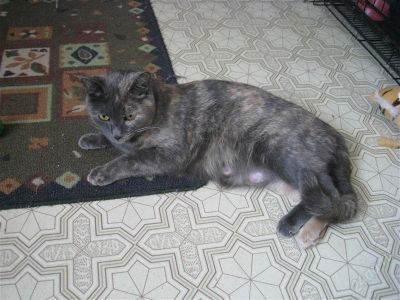 Лот: 1638279. Фото: 1. Отдам Британочек. Кошки, котята