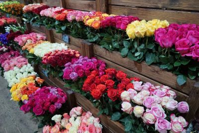 Лот: 6010696. Фото: 1. Роза Эквадор премиум 70см. Свежие цветы