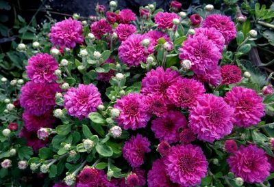 Лот: 7542944. Фото: 1. Бореаль Виолет. Садовые цветы