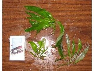 Лот: 96691. Фото: 1. Гигрофила или лимонник - Higrophila... Водные растения