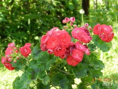 Лот: 8330954. Фото: 1. Сортовая пеларгония Pac Viva Rosita. Горшечные растения и комнатные цветы