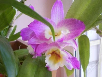 Лот: 2465966. Фото: 1. Орхидея Дендробиум Нобиле, несколько... Горшечные растения и комнатные цветы