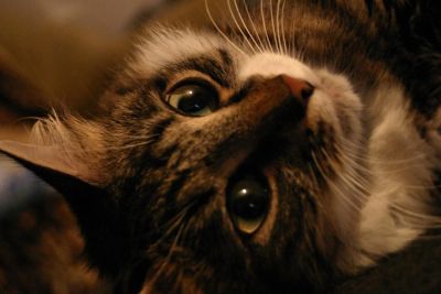 Лот: 2985350. Фото: 1. Чудо-киса Василиса ищет семью... Кошки, котята