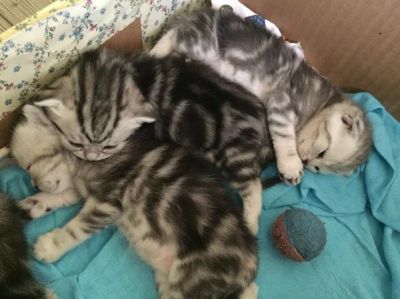 Лот: 6859303. Фото: 1. Шотландский котенок. Кошки, котята