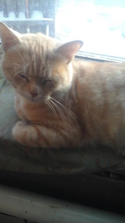 Лот: 10865789. Фото: 1. Отдам кота. Кошки, котята