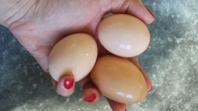 Лот: 21180295. Фото: 1. Яйцо куриное домашнее. Мясо, птица, яйцо
