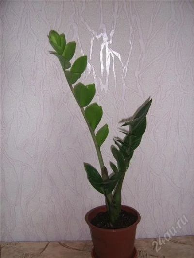 Лот: 785666. Фото: 1. замиокулкас 2. Горшечные растения и комнатные цветы