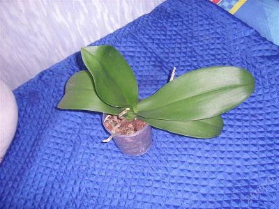 Лот: 1037831. Фото: 1. орхидея фаленопсис. Горшечные растения и комнатные цветы