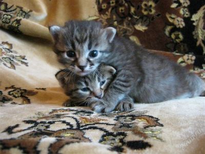 Лот: 2686400. Фото: 1. Замечательные котята. Кошки, котята