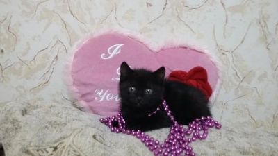 Лот: 6736031. Фото: 1. Котенок в хорошие руки. Кошки, котята