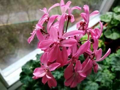 Лот: 14299759. Фото: 1. Пеларгония Trudie. Горшечные растения и комнатные цветы