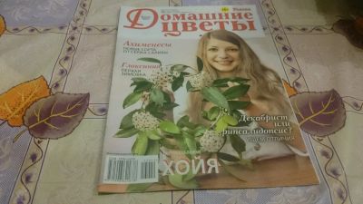 Лот: 9024696. Фото: 1. Домашние цветы + Цветок (2 шт). Сад, огород, цветы