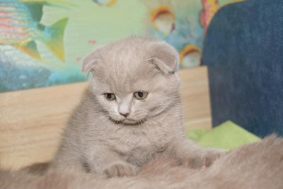 Лот: 3513346. Фото: 1. Шотландский вислоухий котенок. Кошки, котята
