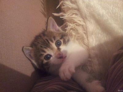 Лот: 12972308. Фото: 1. Котенок трехцветный на счастье... Кошки, котята