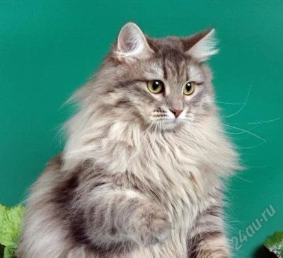 Лот: 2134927. Фото: 1. Сибирскую кошку отдам - самка... Кошки, котята
