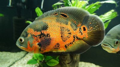 Лот: 16386936. Фото: 1. Астронотус тигровый (Astronotus... Рыбки