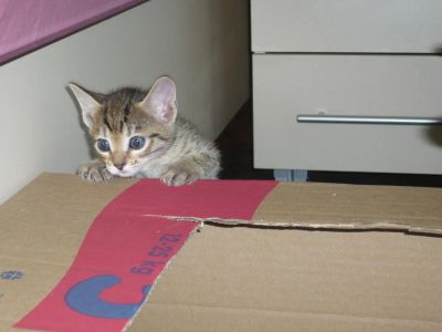 Лот: 7766529. Фото: 1. Отдам котят в добрые руки. Кошки, котята