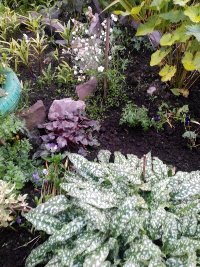 Лот: 9640215. Фото: 1. медуница. Садовые цветы