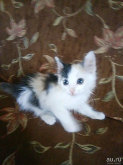 Лот: 13749801. Фото: 1. Отдам котенка, кошечка. Кошки, котята