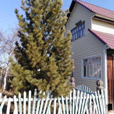 Лот: 13463467. Фото: 1. Продам хорошую дачу с пропиской... Дачи