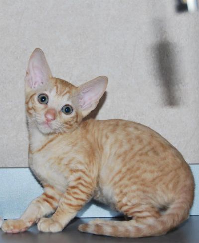 Лот: 3119973. Фото: 1. Рыженькая малышка корниш-рекс. Кошки, котята