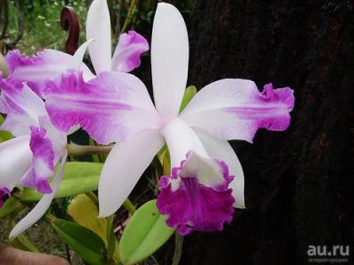 Лот: 12445828. Фото: 1. Орхидея каттлея. Горшечные растения и комнатные цветы