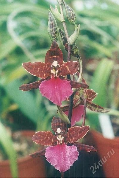 Лот: 929790. Фото: 1. орхидея онцидиум1. Горшечные растения и комнатные цветы