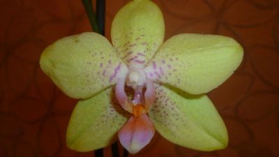 Лот: 6527958. Фото: 1. орхидея фаленопсис (F26)-отцветает. Горшечные растения и комнатные цветы