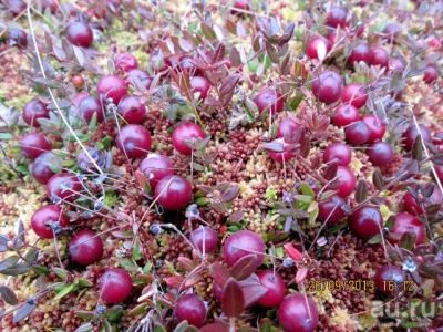 Лот: 18087411. Фото: 1. клюква свежая. Ягоды, орехи