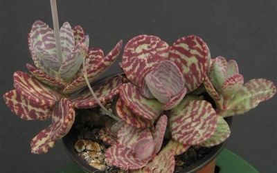 Лот: 13735284. Фото: 1. Каланхоэ «куропатка» (Kalanchoe... Горшечные растения и комнатные цветы