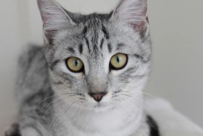 Лот: 7856555. Фото: 1. Котик в хорошие руки. Кошки, котята