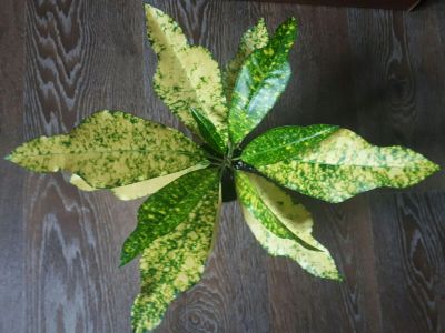 Лот: 14597699. Фото: 1. Кротон Gold Sun. Горшечные растения и комнатные цветы