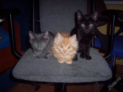 Лот: 1467017. Фото: 1. воспитанные котята. Кошки, котята