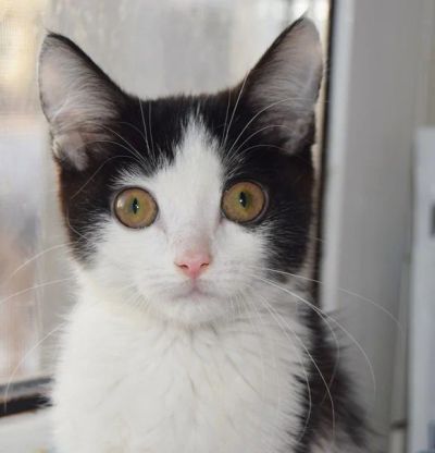 Лот: 7311721. Фото: 1. Чудо ребёнок маленький котёнок... Кошки, котята