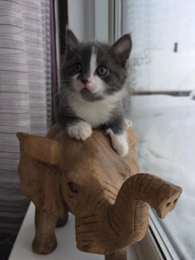 Лот: 8758995. Фото: 1. Котик. Кошки, котята