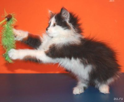 Лот: 8730729. Фото: 1. Милый пушистый котик 2,5 мес ищет... Кошки, котята