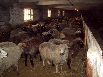 Лот: 2256015. Фото: 1. продам овец. Остальные животные