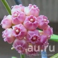 Лот: 13595028. Фото: 1. Хойя Hoya heuschkeliana pink. Горшечные растения и комнатные цветы