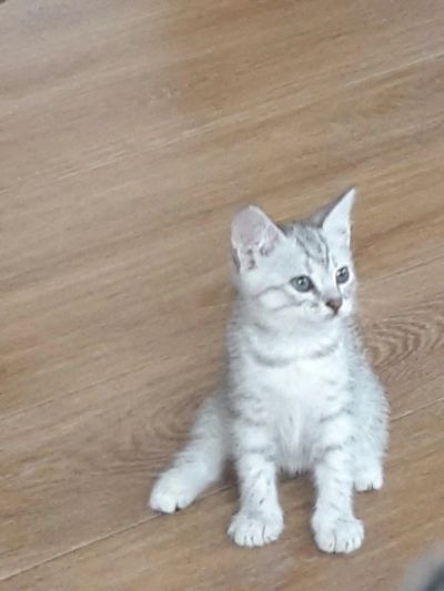 Лот: 5481366. Фото: 1. Британские котята. Кошки, котята