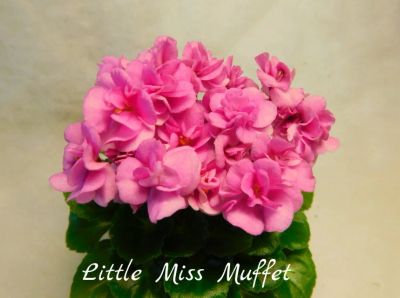Лот: 8499446. Фото: 1. Мини фиалка сортовая Little Miss... Горшечные растения и комнатные цветы